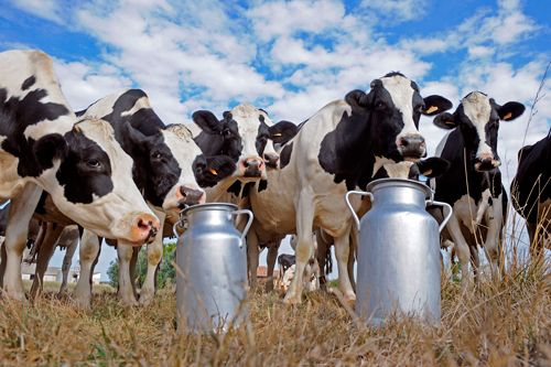 foto de archivo vacas de leche
