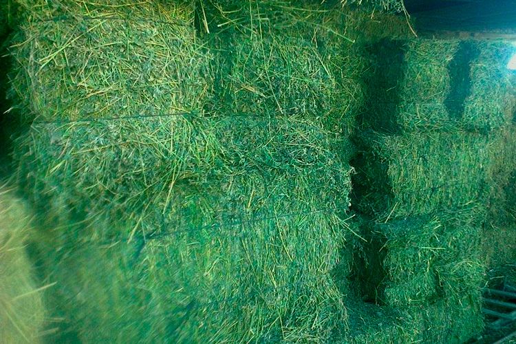Foto de archivo fardos de alfalfa