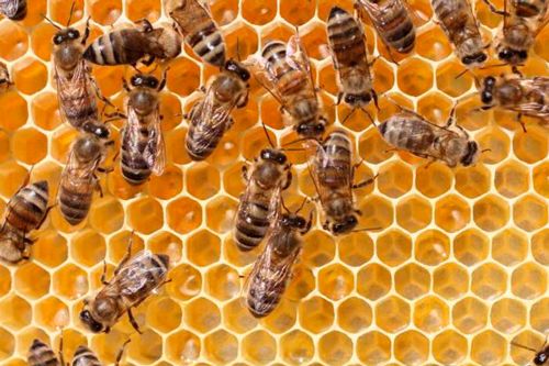 Enjambre abejas