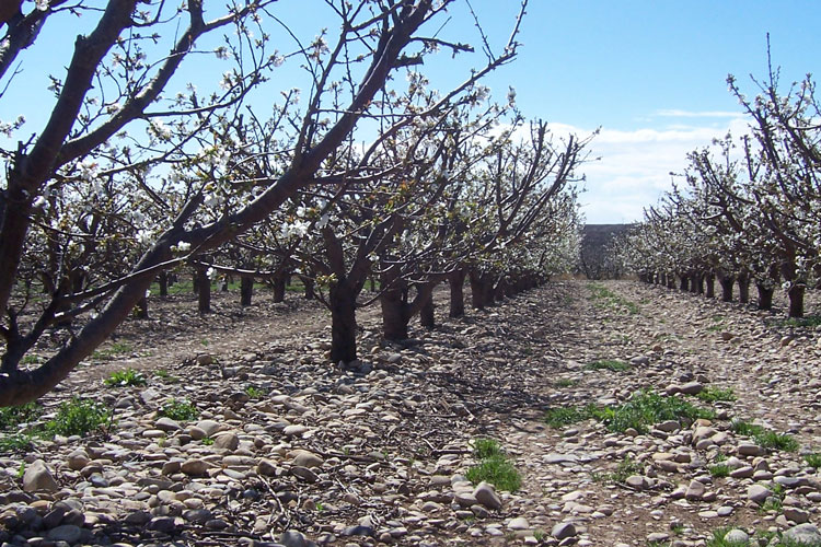 Almendro en flor