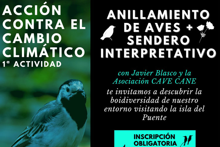 Anillamiento aves