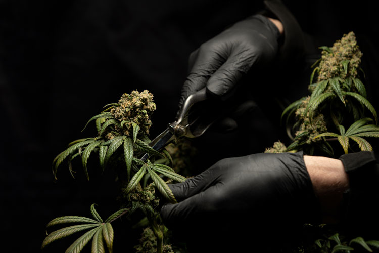 Marihuana