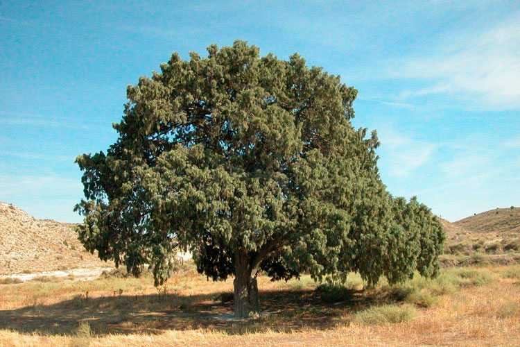 Sabina centenaria Gelsa