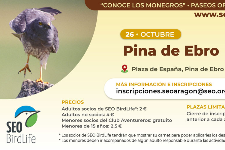 Aves en Pina
