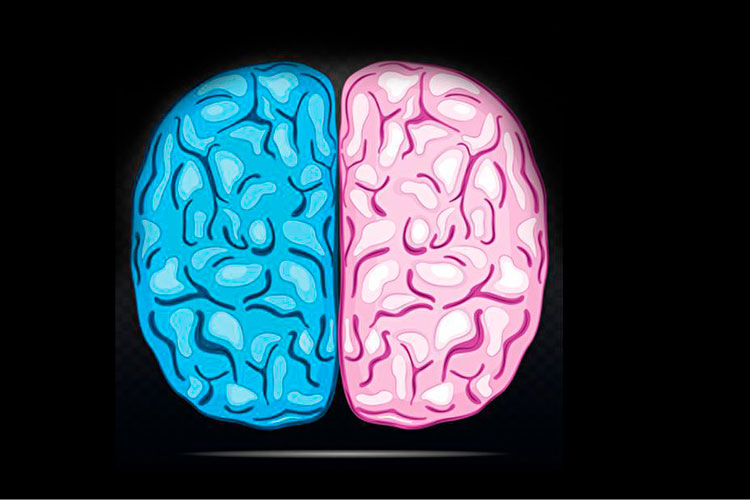 Cerebro rosa y azul