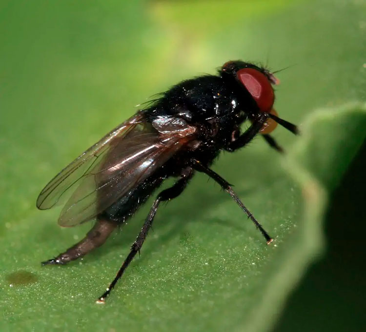 Mosca negra