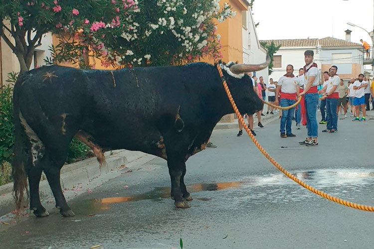 Toro de sogas Pina