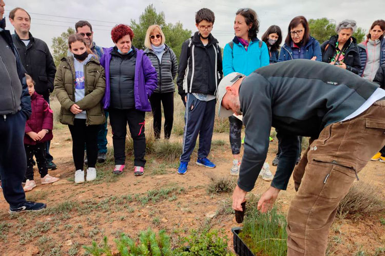 Plantación donantes