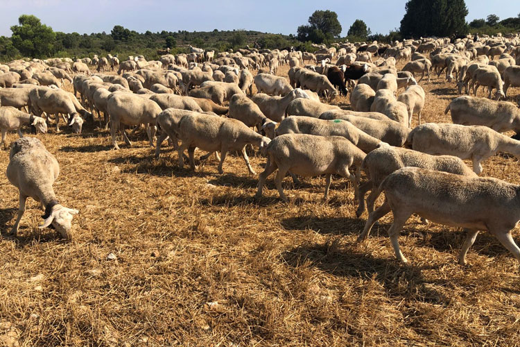 Ovejas